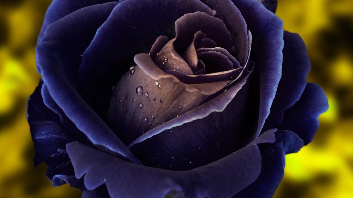 Creating a Rose Border with Companion Plants