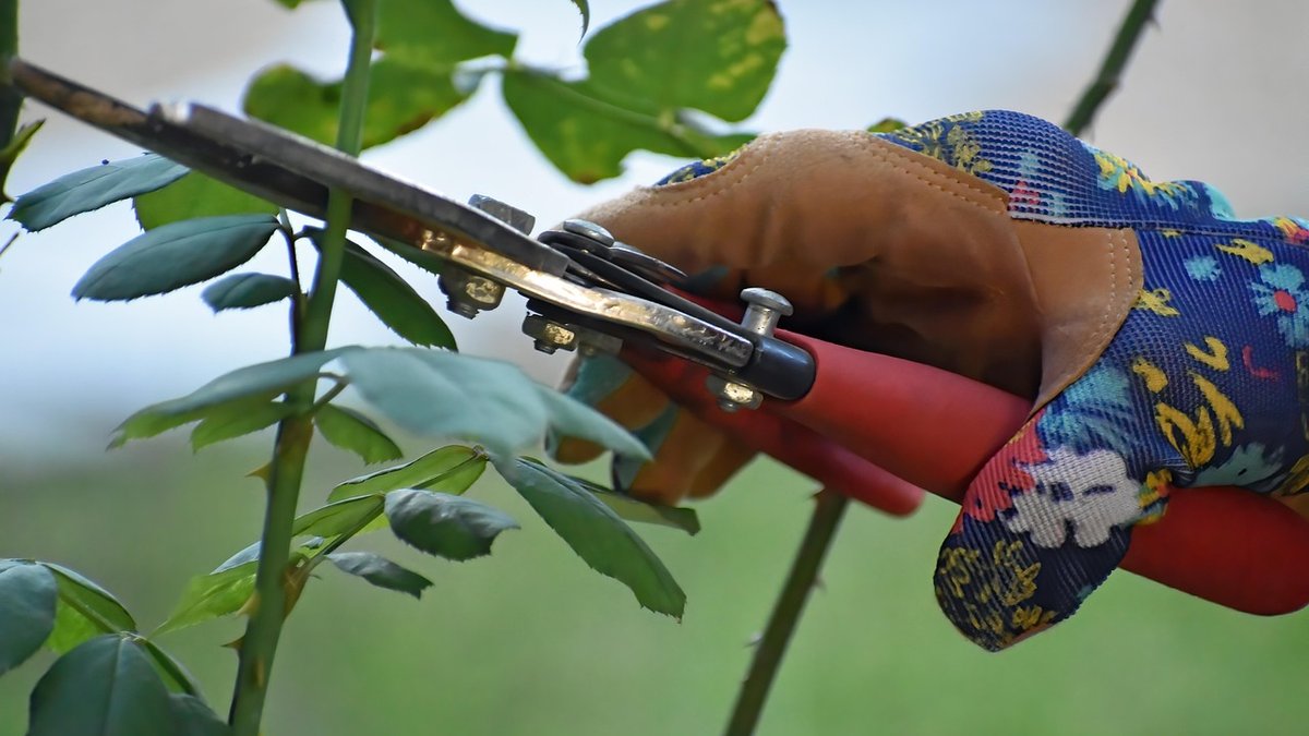 Feeding Roses Through the Growing Season