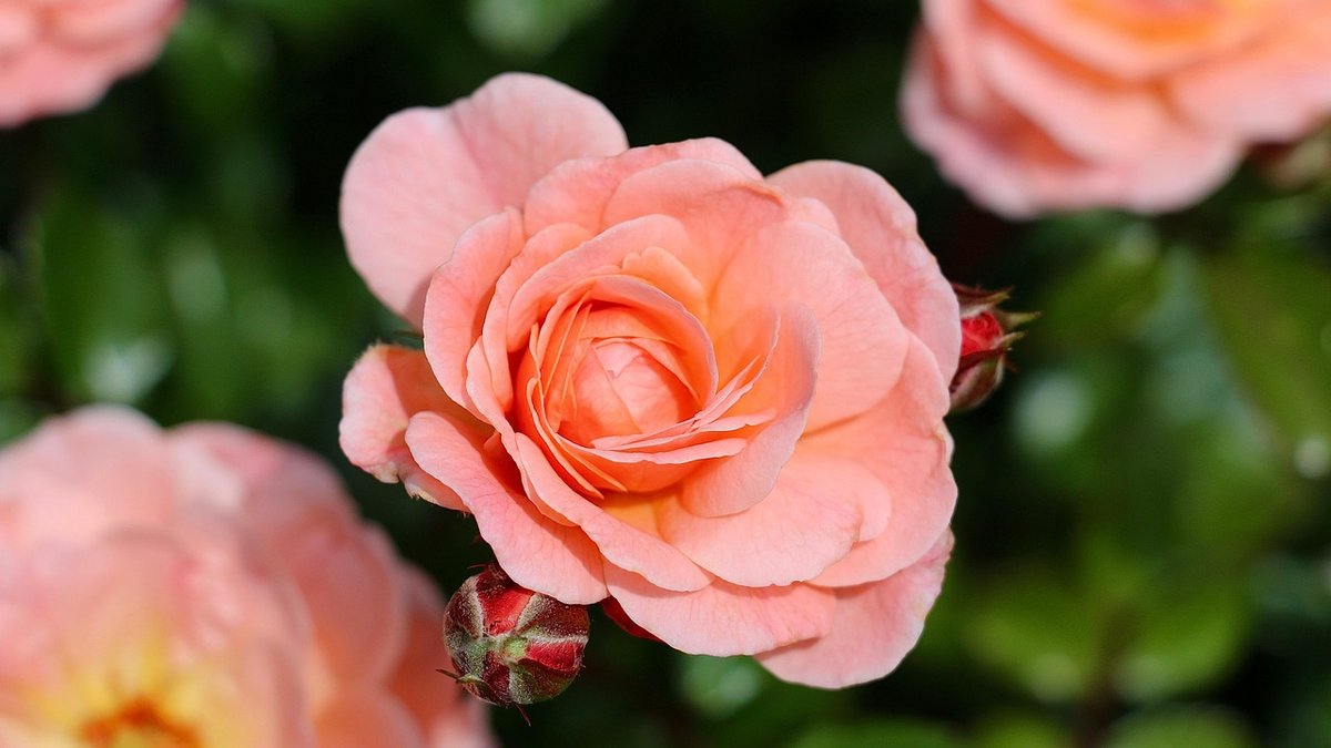 Spotting and Treating Common Rose Diseases