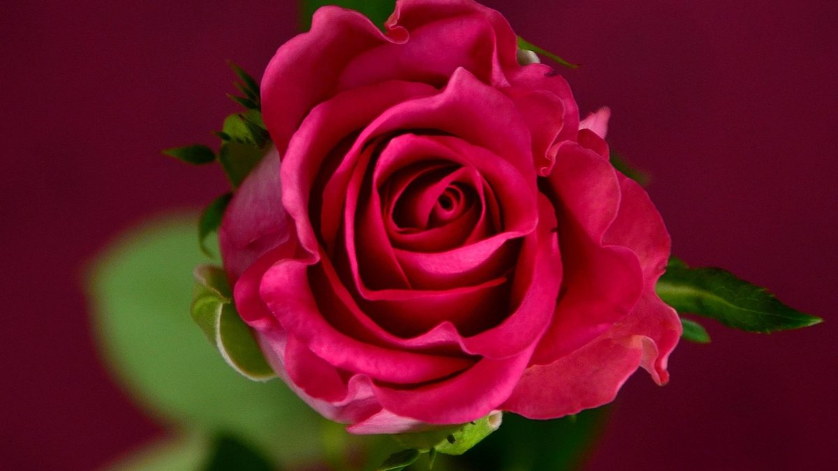 Creating a Simple Hand Tied Rose Bouquet