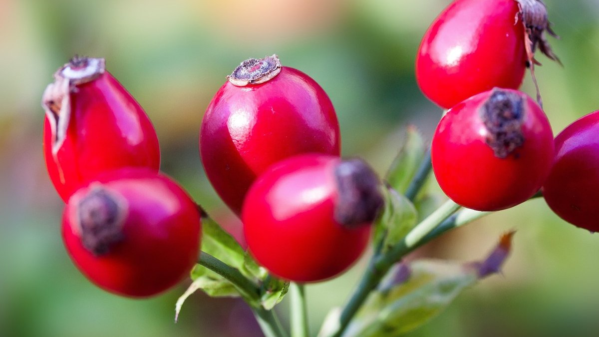 How to Choose the Right Rose for Your Garden