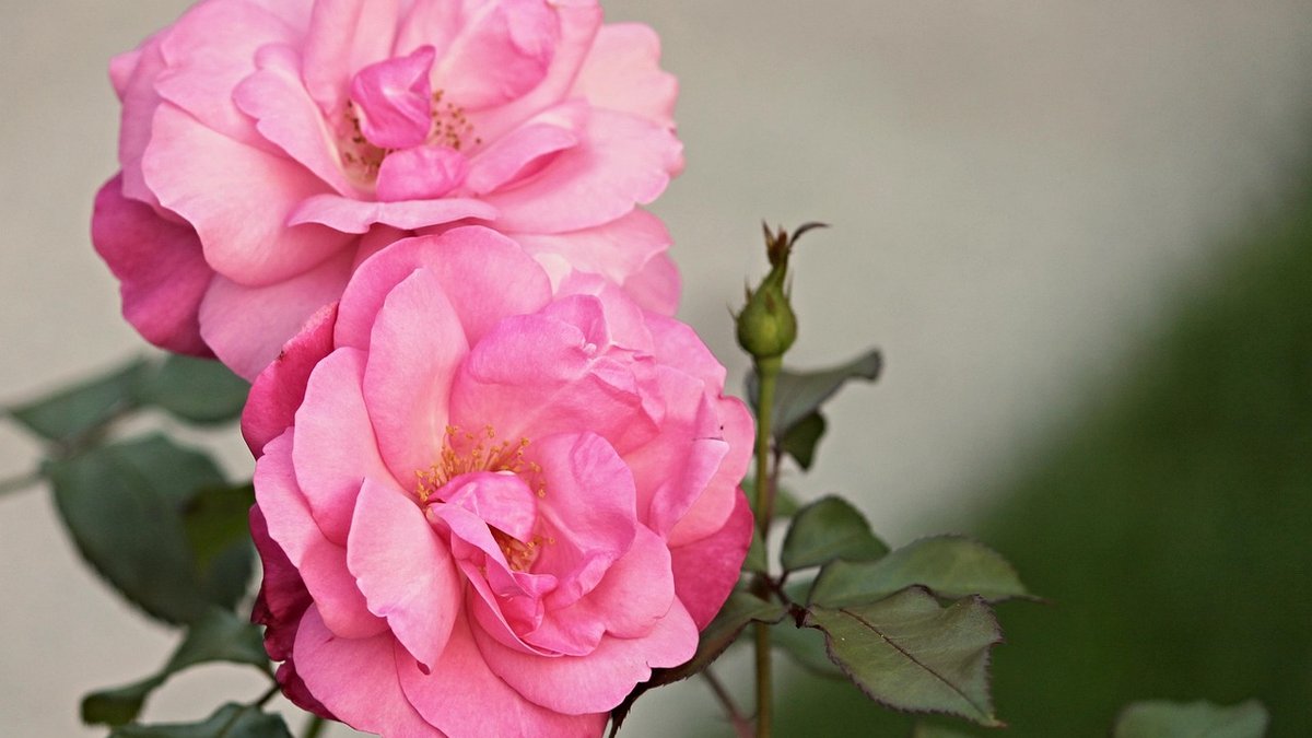 Managing Aphids on Roses Without Harsh Chemicals