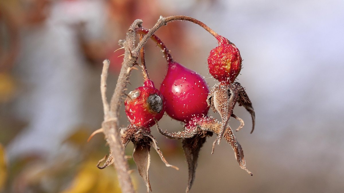 Planting Bare Root Roses in Autumn for Strong Growth