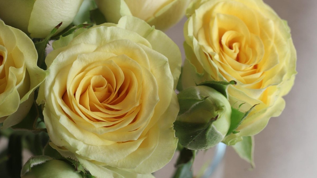 Spring Rose Care Tasks for Better Flowers