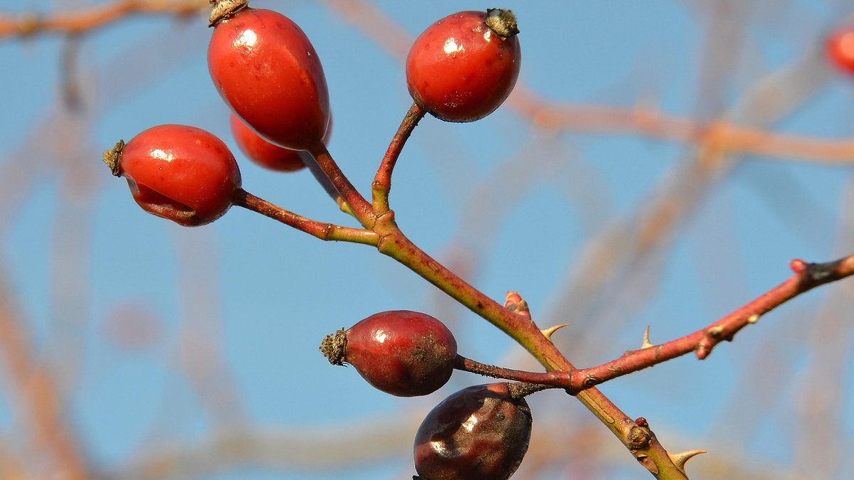 Understanding Rose Pruning Cuts for Healthier Blooms